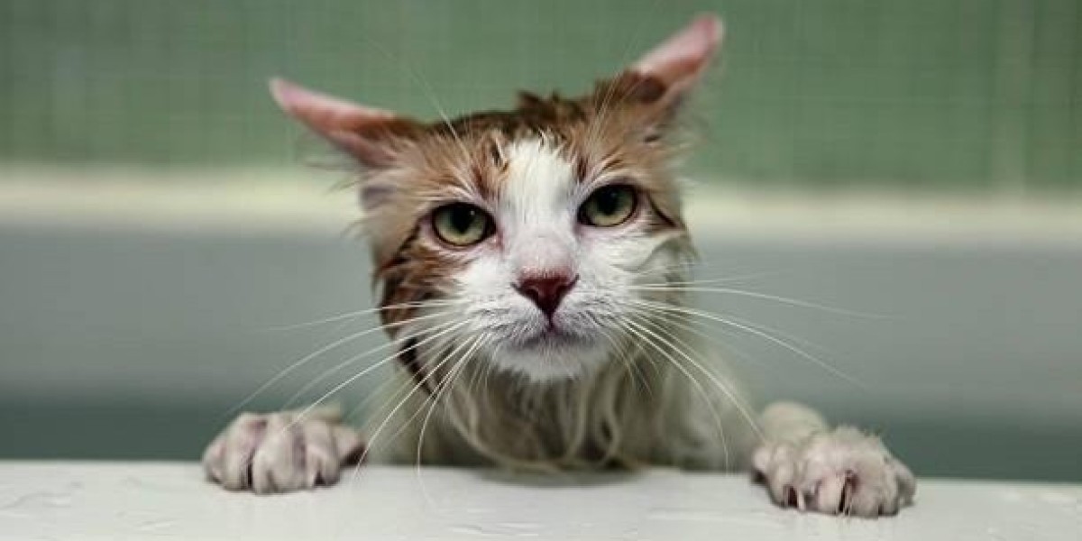 When a Cat Bath Service Is Necessary and When It Is Not
