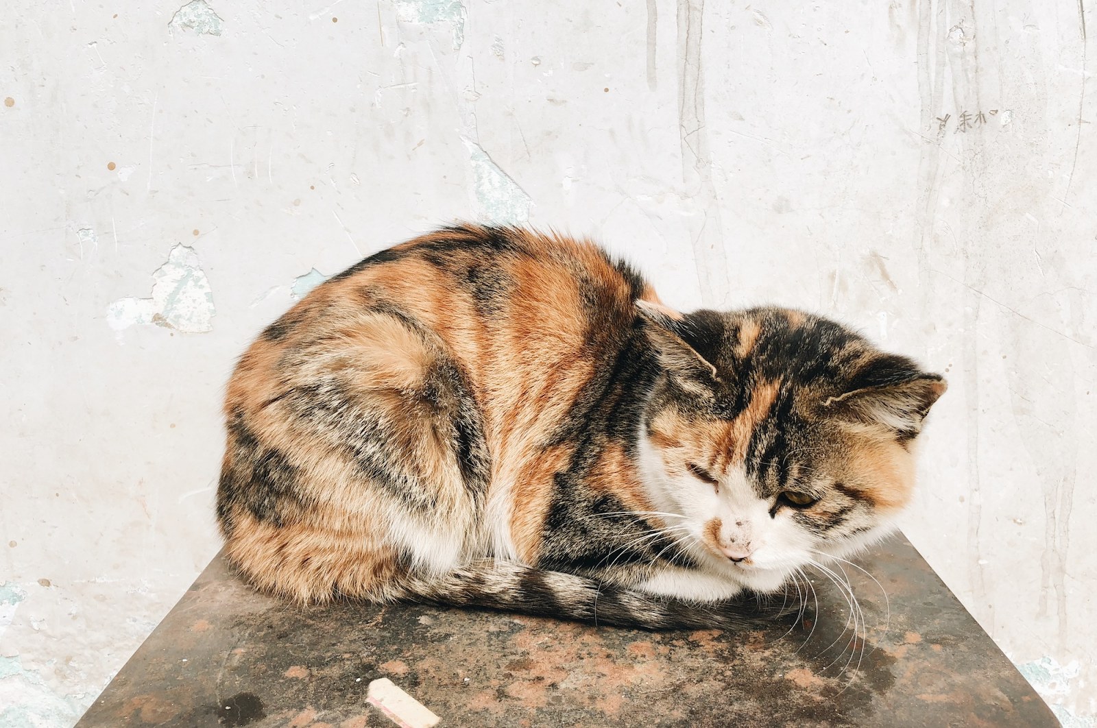 What Can Cause Kidney Failure in Cats & How to Spot Early Signs