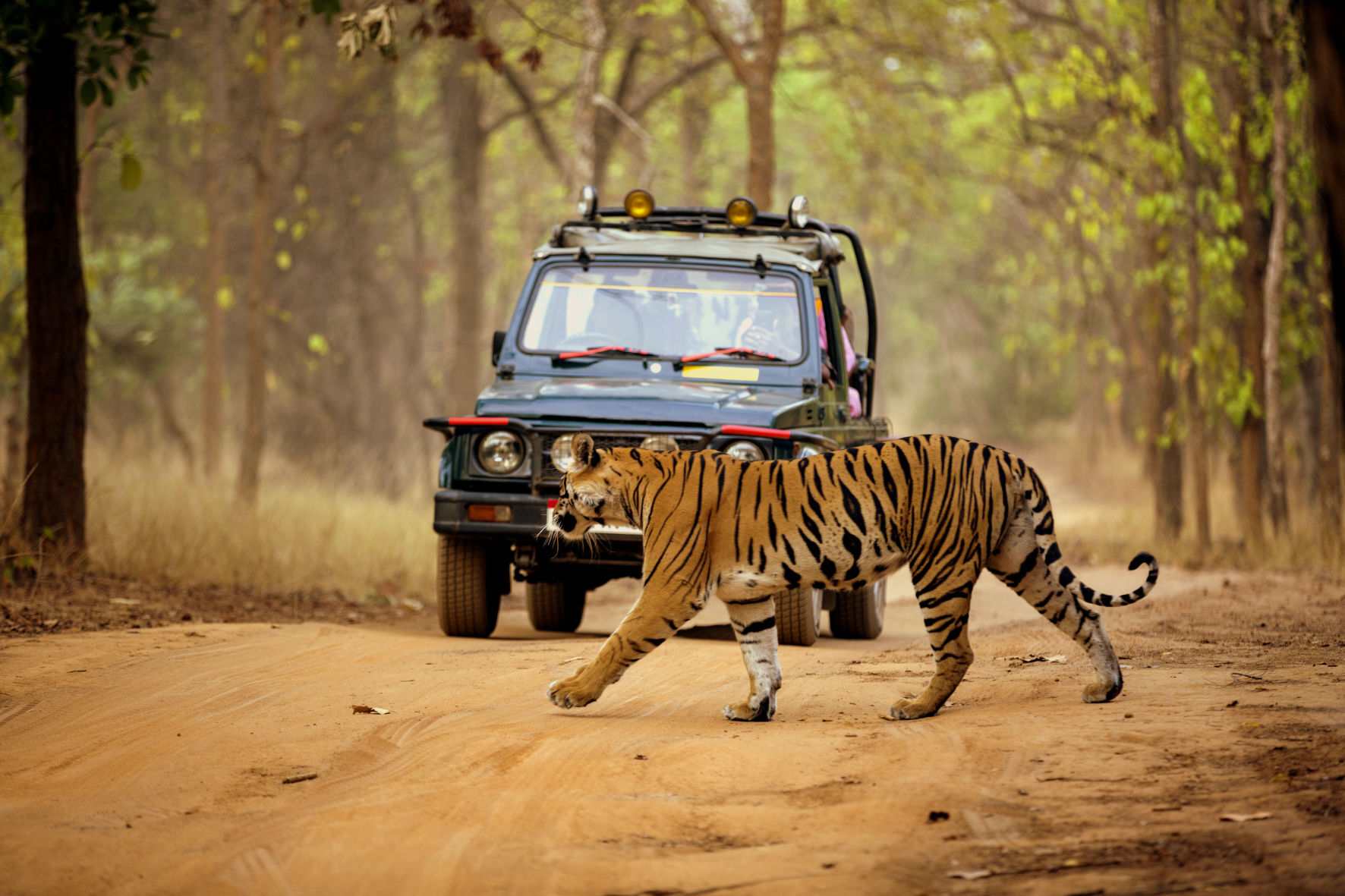 Rajaji National Park Tiger Safari Zones | Safari Booking