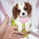 Cavalier King Charles Spaniel Teacup & Toy Puppies for sale | Puppy Heaven
