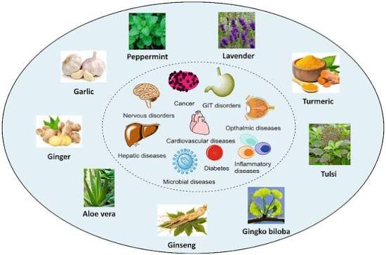 Could Rainforest Herbs Support Cognitive and Mental Wellness Naturally? - Web SEO Backlink