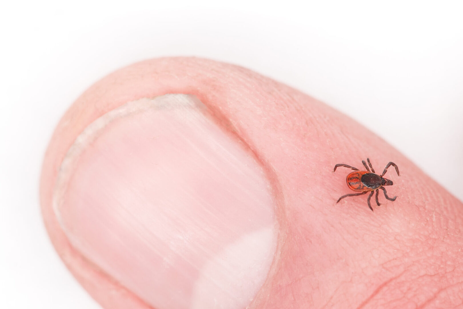 Tick Safety in Canada | Online Safety Training