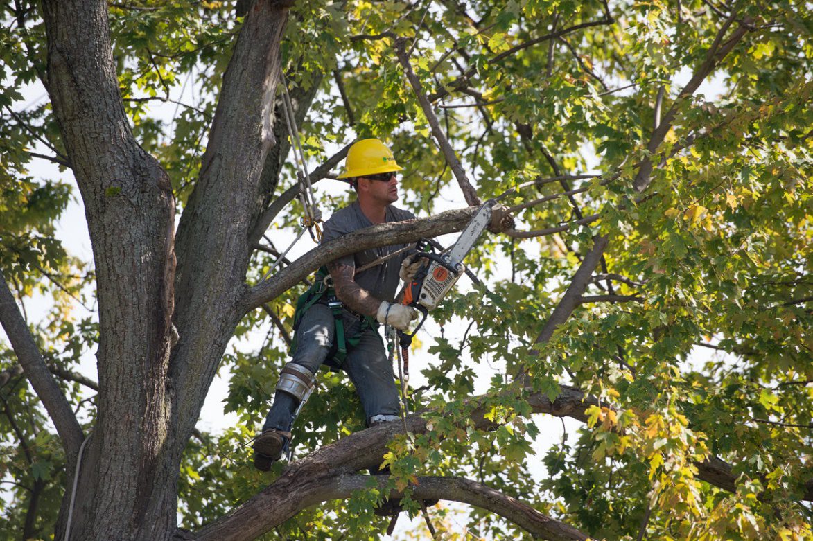 Tree Trimming Safety Course | Electrical & Fall Hazard Training